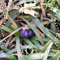 リュウノヒゲ,ステキ☆,癒し…♡,今日のお花,か〜わい〜の画像