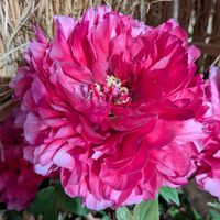 マユミ,マユミ,マユミ,リュウノヒゲ,リュウノヒゲの画像