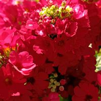 クロトン,ビカクシダ,プリムラ マラコイデス,トックリヤシ,ポトスマーブルクイーンの画像