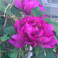 ボタン,冬ボタン,感謝,花のある暮らし,あしかがフラワーパークの画像