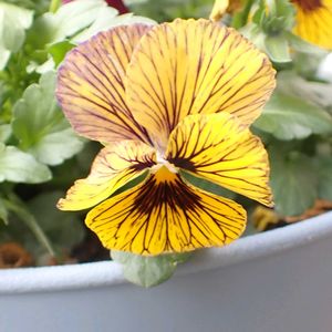 ビオラ,ビオラ,ビオラ,鉢植え,軒下の画像