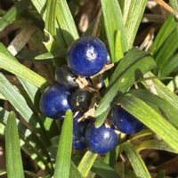 タマリュウ,リュウノヒゲ,スマホ,小さな庭の画像