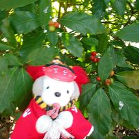 センリョウの画像