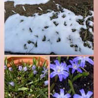 サフラン,チオノドクサ,花のある暮らし,お花大好き♡,がんに負けるな！の画像