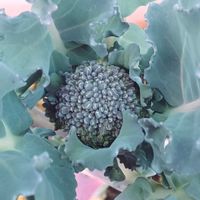 ブロッコリーの画像