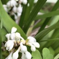 ナルコユリ,ムスカリ,ヤブラン,オオアマナ,リュウノヒゲの画像