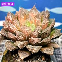 ハオルチア,ミラーボール,ハオルチア ミラーボール,ハオルチア属,苔玉仕立ての画像