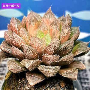 ハオルチア,ミラーボール,ハオルチア ミラーボール,ハオルチア属,苔玉仕立ての画像