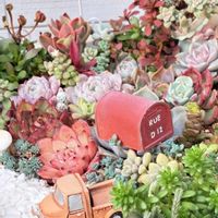 多肉植物,多肉箱庭,多肉のある暮らし,我が家の植物の画像