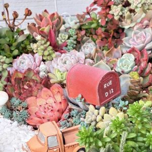 多肉植物,多肉箱庭,多肉のある暮らし,我が家の植物の画像