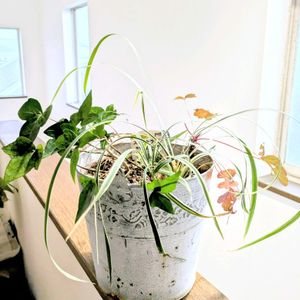 スノードラゴン,リュウノヒゲ,鉢植え,俳句,AI俳句の画像