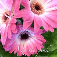 ガーベラ,ハナグルマ,フラワーアレンジメント,多年草,キク科の画像