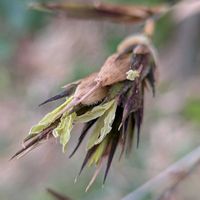 クロチク,山野草,散策,山野草好き,２０２０年５月同期の画像