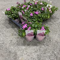 シレネ,シレネ ピンクパンサー,きぬたのイチオシの画像