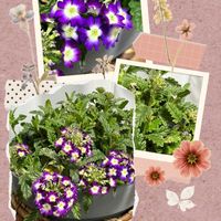 バーベナ,癒し,今日の一枚,ありがとう♡,愛しの紫の画像
