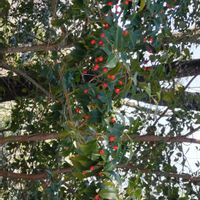 ソヨゴ,いつもの散歩道,世界平和,被災地にエールを…。,道端徘徊同盟の画像