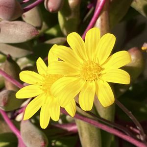 ビタミンカラー,#ガーデニング,エクステリアの画像