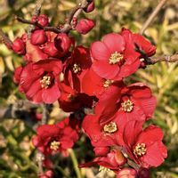 ボケ,マユミ,ムサシアブミ,アメリカマンサク,ヤブサンザシの画像