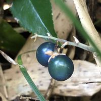 リュウノヒゲ,リュウノヒゲの花,散歩,山野草,青い実の画像