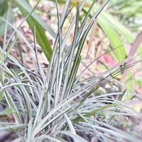 リュウノヒゲ,ベビーマラカス(クロタラリア),ベビーマラカス（コガネタヌキマメ）,リュウノヒゲ（白竜）,黄金狸豆(こがねたぬきまめ）の画像