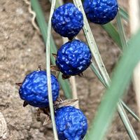 ジャノヒゲ,リュウノヒゲ,山野草,今日のお花,＊花後ｼﾘｰｽﾞ＊の画像