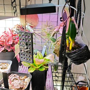 ダイソー産,エアープランツ/チランジアの画像