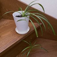 オリヅルラン,観葉植物,iPhone撮影,階段/廊下の画像