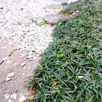 ビオラ,タマリュウ,花のある暮らし,冬の庭,お花を楽しむの画像