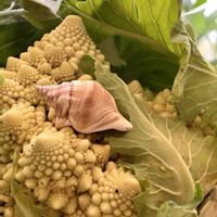 ロマネスコ,晴れた日,キッチンの画像