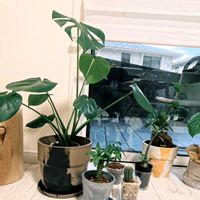 パキラ,モンステラ,ガジュマル,ミリオンバンブー,アデニウムの画像