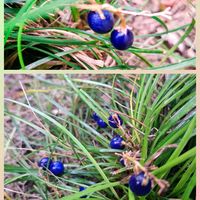 オタフクナンテン,リュウノヒゲ,玄関,庭の画像