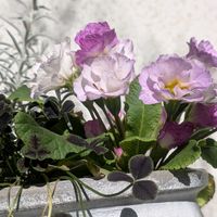 クローバー,プリムラ　ジュリアン,寄せ植えの画像