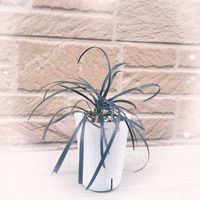 コクリュウ（黒竜）,寄せ植え用,今日のお花の画像