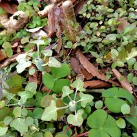 ワイヤープランツ,七宝樹,ディコンドラ,斑入り沈丁花,ディコンドラ シルバーフォールの画像