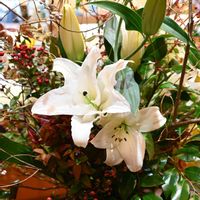 カサブランカ,ナンテン,椿の葉,夕日,生け花の画像