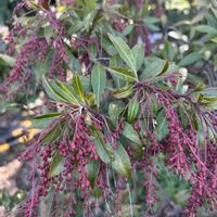 アセビ,アセビ,ミツマタ,ミツマタ,山野草の画像