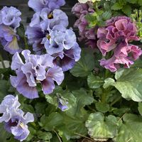 アリッサム,エリカ,ビオラ,ミニシクラメン,クリソセファラム・スマイリープーの画像