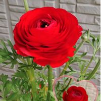 ラナンキュラス,ラナンキュラス,花かんざし,鉢植え,花のある暮らしの画像