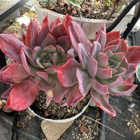 ルエラ,緑のある暮らし,植中毒,山梨県,いやし♪の画像