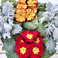 シロタエギク,ジュリアン,プリムラ　ジュリアン,赤い花,黄色い花の画像