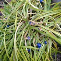 コクリュウ（黒竜）,玉竜,玉竜,玉竜,コクリュウの画像