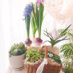 ヒヤシンス,ヨネザワラ ブルースター,ミニセントポーリア,水耕栽培,ガーデニングの画像