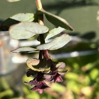 オレガノ ケントビューティー,꒰ღ˘◡˘ற꒱かわゅ~,新葉,植物中毒,今日の一枚❤の画像