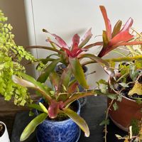 ネオレゲリア・ファイヤーボールの画像