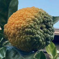 レモン,デコポン,デコポン (不知火),花壇,果物の画像