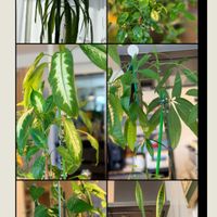 サンスベリア,ドラセナ,パキラ,シルクジャスミン,ゲッキツの画像