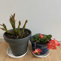 ベゴニア,ベゴニアルシエル,鉢植え,楽しみ〜,花のある暮らしの画像
