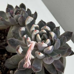 雪雛,ホワイトライン,エケベリア属,多肉大好き,多肉棚の画像