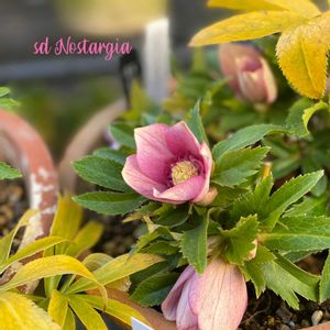 クリスマスローズ,クリスマスローズ　ノスタルジア,ナチュラルガーデン,ジャンクガーデン,シェードガーデンの画像
