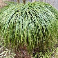 アオキ,ニオイスミレ,ニオイスミレ,パンジー・ビオラ,シダの画像